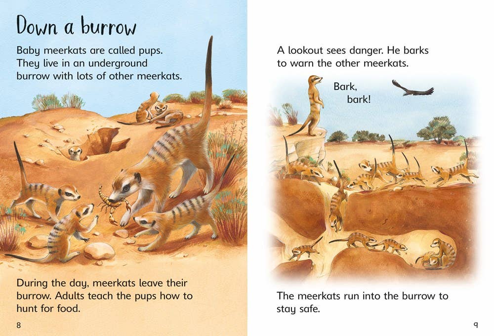 HarperCollins - Baby Animals : Usborne Beginners
