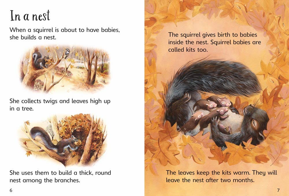 HarperCollins - Baby Animals : Usborne Beginners